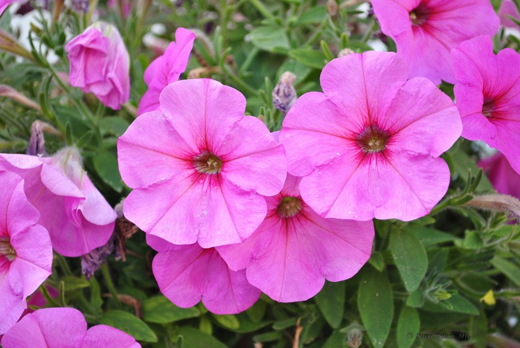 Image 0421_2012-06-03_22-44_D3000.jpg