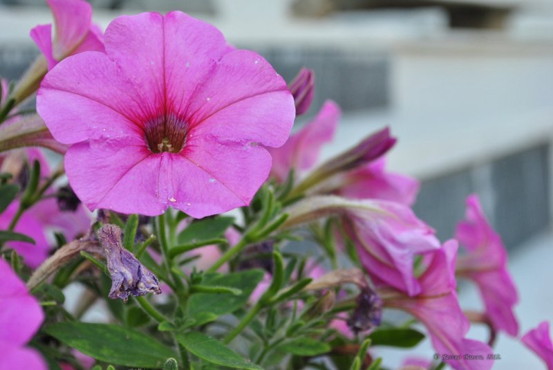 Image 0422_2012-06-03_22-45_D3000.jpg