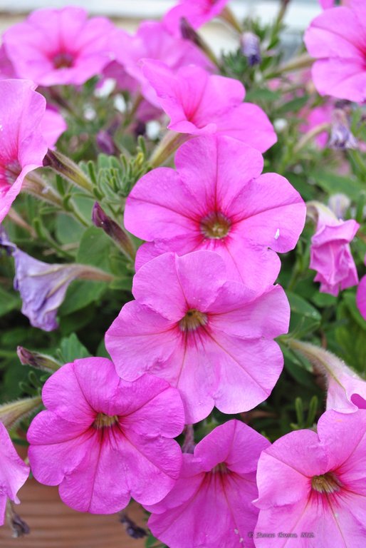 Image 0423_2012-06-03_22-45_D3000.jpg