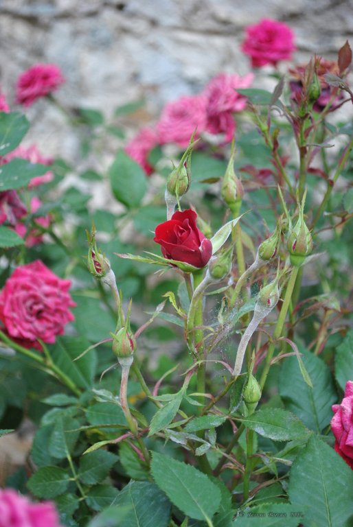 Image 0424_2012-06-03_22-46_D3000.jpg