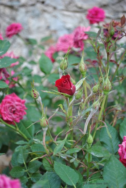 Image 0424_2012-06-03_22-46_D3000.jpg