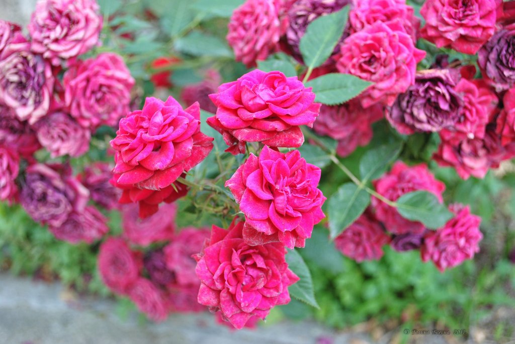 Image 0425_2012-06-03_22-46_D3000.jpg