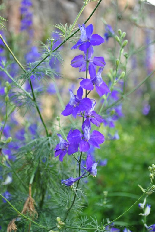 Image 0428_2012-06-03_22-47_D3000.jpg