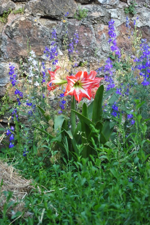 Image 0429_2012-06-03_22-48_D3000.jpg