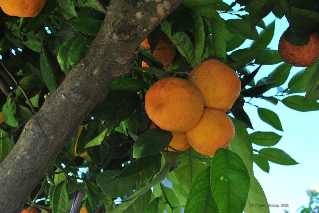 Image 0431_2012-06-03_22-50_D3000.jpg