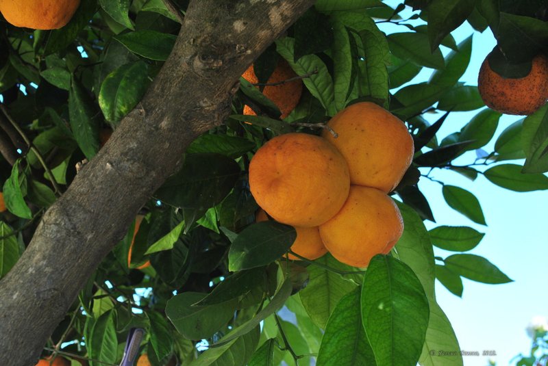 Image 0431_2012-06-03_22-50_D3000.jpg