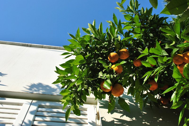 Image 0432_2012-06-03_22-50_D3000.jpg