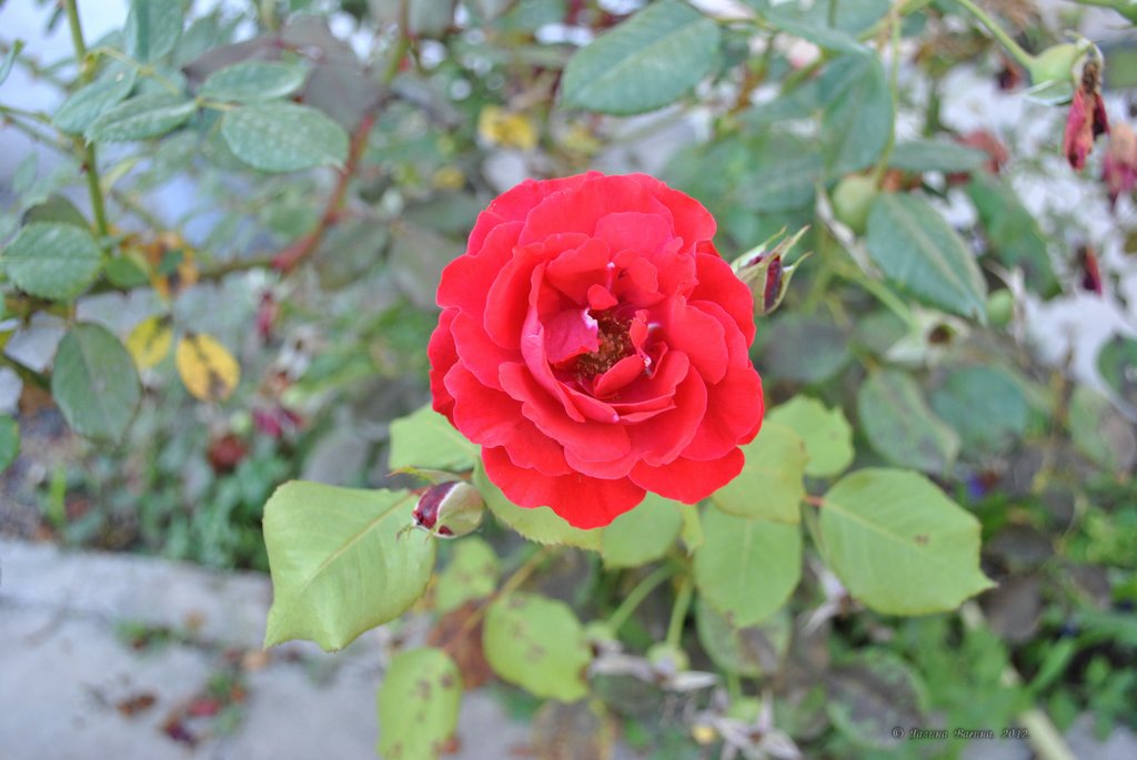 Image 0433_2012-06-03_22-55_D3000.jpg