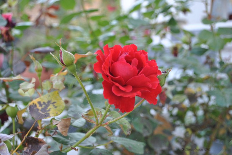 Image 0434_2012-06-03_22-56_D3000.jpg