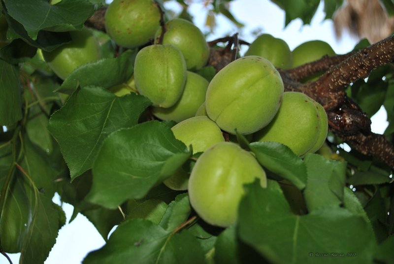 Image 0435_2012-06-03_22-57_D3000.jpg