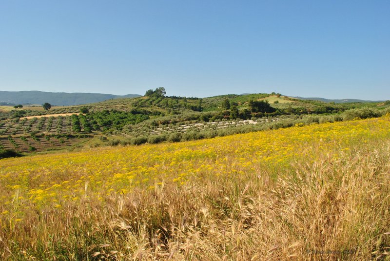 Image 0441_2012-06-04_12-38_D3000.jpg