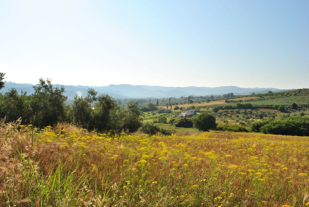 Image 0443_2012-06-04_12-38_D3000.jpg