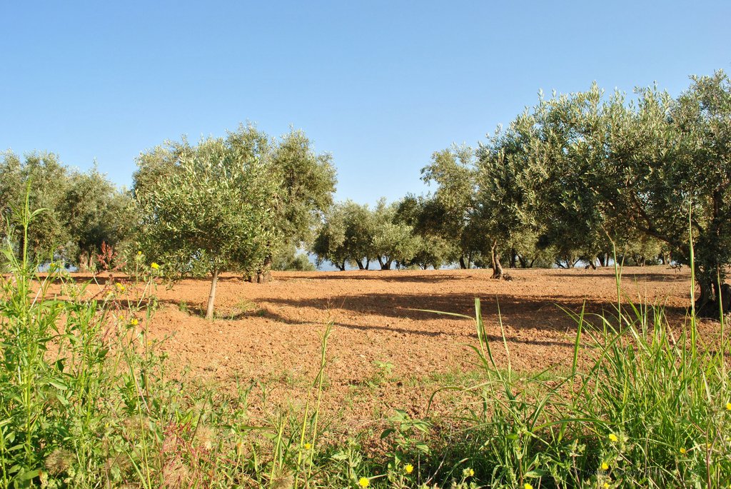 Image 0444_2012-06-04_12-39_D3000.jpg