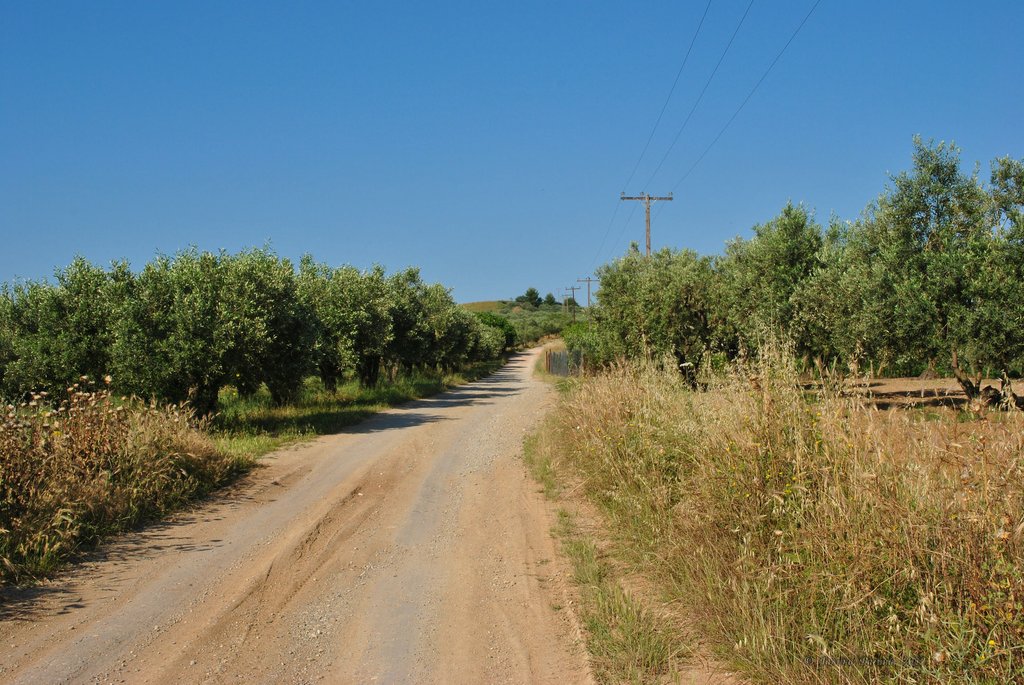 Image 0445_2012-06-04_12-39_D3000.jpg