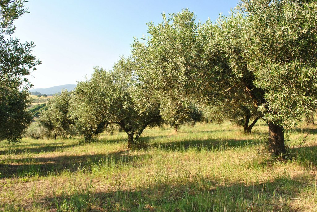 Image 0446_2012-06-04_12-41_D3000.jpg