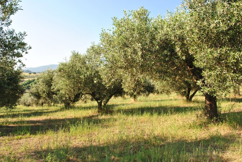 Image 0446_2012-06-04_12-41_D3000.jpg