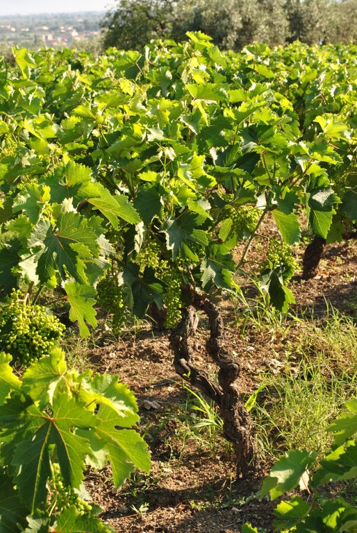 Image 0449_2012-06-04_12-43_D3000.jpg