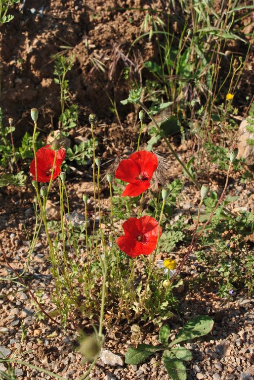 Image 0458_2012-06-04_13-03_D3000.jpg