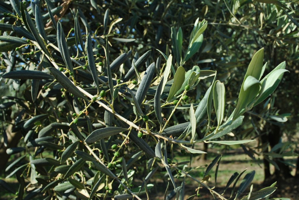 Image 0459_2012-06-04_13-09_D3000.jpg