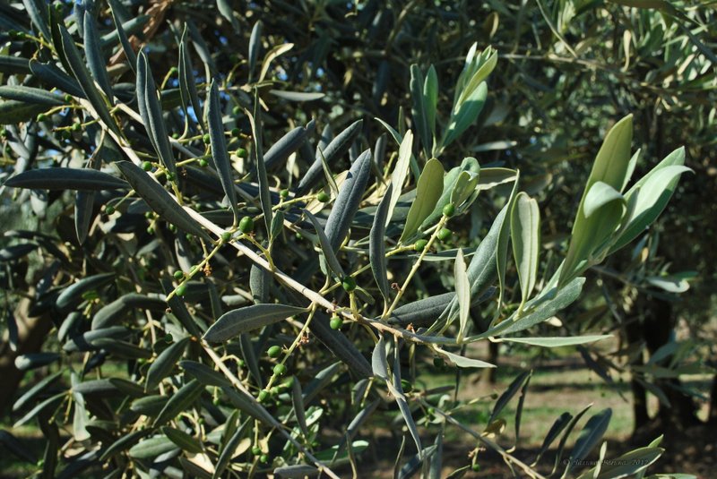 Image 0459_2012-06-04_13-09_D3000.jpg