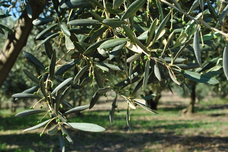 Image 0460_2012-06-04_13-09_D3000.jpg