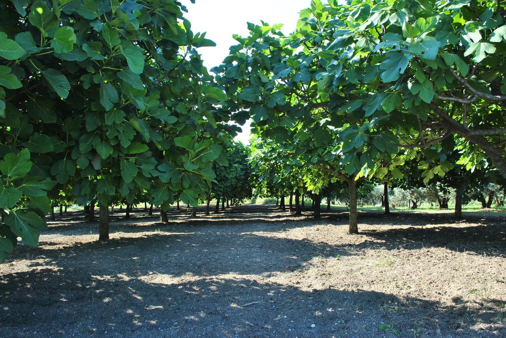 Image 0461_2012-06-04_13-10_D3000.jpg