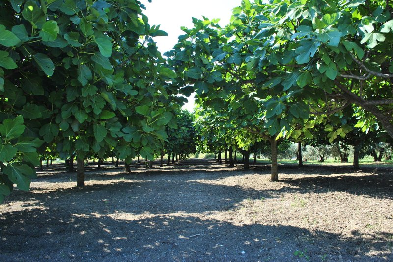 Image 0461_2012-06-04_13-10_D3000.jpg