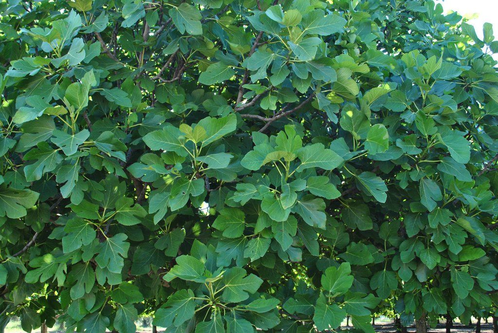 Image 0462_2012-06-04_13-10_D3000.jpg