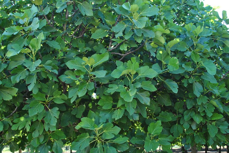 Image 0462_2012-06-04_13-10_D3000.jpg