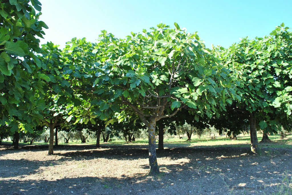Image 0463_2012-06-04_13-11_D3000.jpg