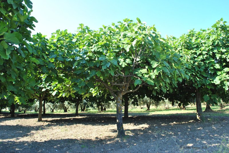 Image 0463_2012-06-04_13-11_D3000.jpg