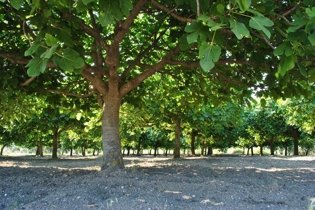 Image 0464_2012-06-04_13-11_D3000.jpg