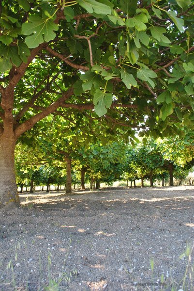 Image 0465_2012-06-04_13-11_D3000.jpg