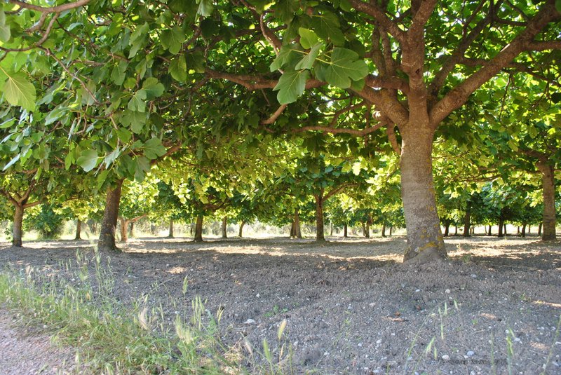 Image 0466_2012-06-04_13-11_D3000.jpg