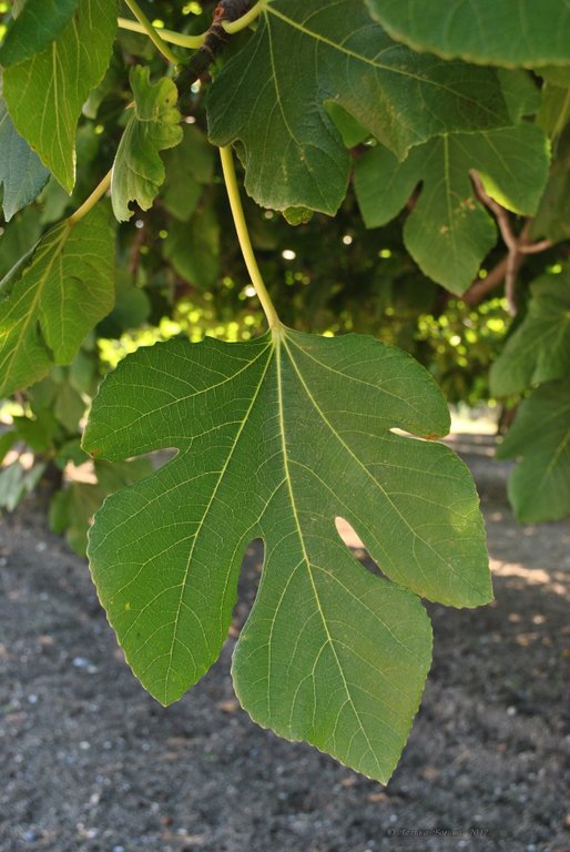 Image 0467_2012-06-04_13-11_D3000.jpg