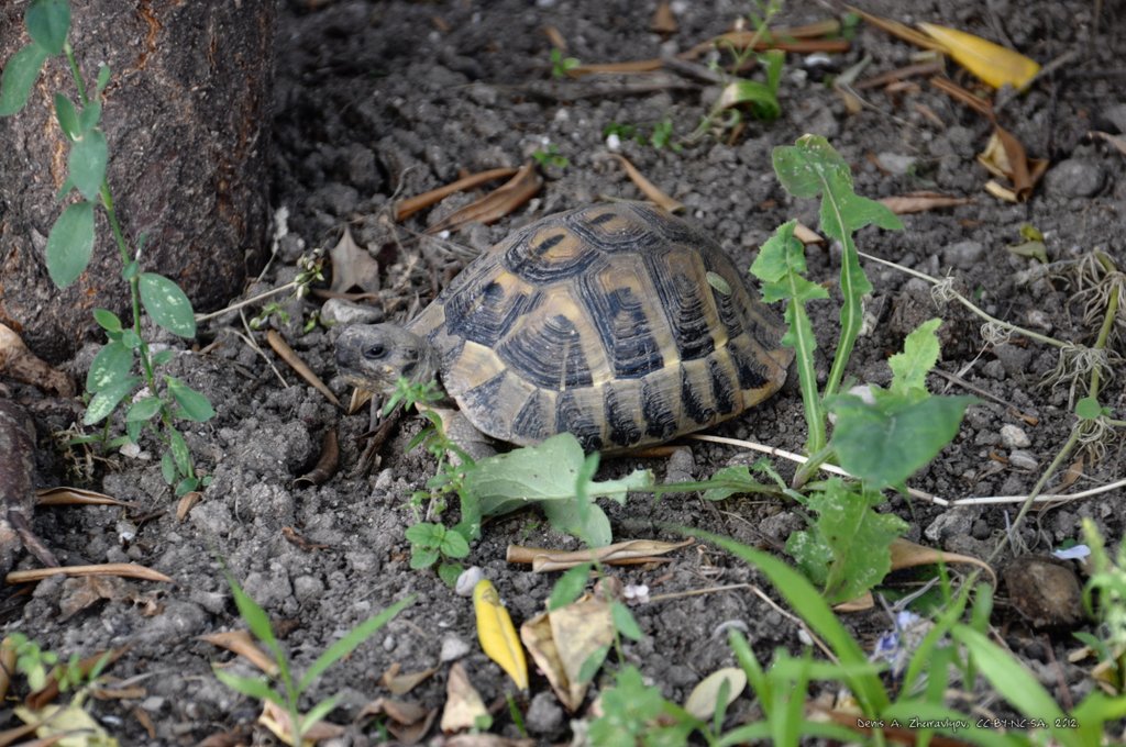 Image 0468_2012-06-04_16-22_D90.jpg