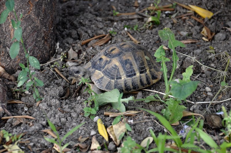 Image 0468_2012-06-04_16-22_D90.jpg