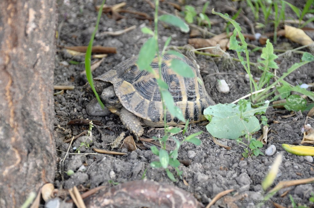 Image 0469_2012-06-04_16-24_D90.jpg