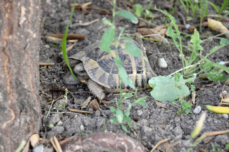 Image 0469_2012-06-04_16-24_D90.jpg