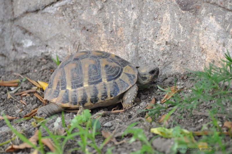 Image 0470_2012-06-04_16-26_D90.jpg