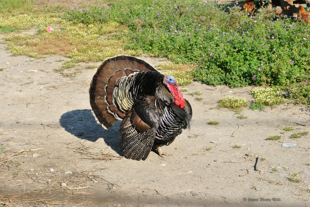 Image 0495_2012-06-05_22-10_D3000.jpg