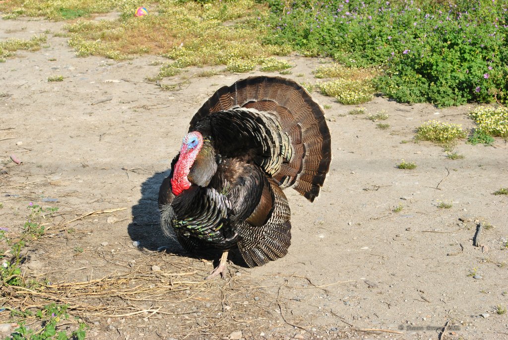 Image 0496_2012-06-05_22-10_D3000.jpg