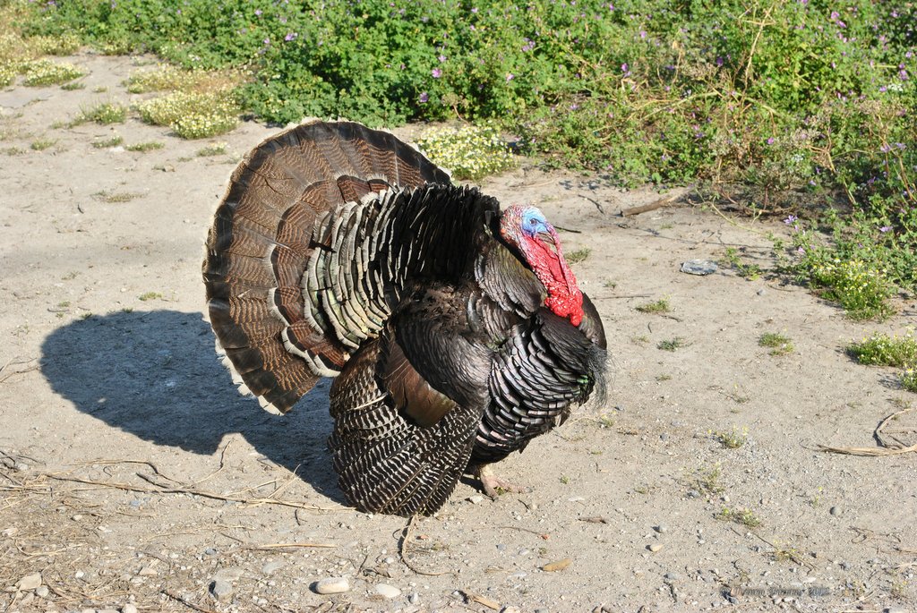 Image 0497_2012-06-05_22-10_D3000.jpg