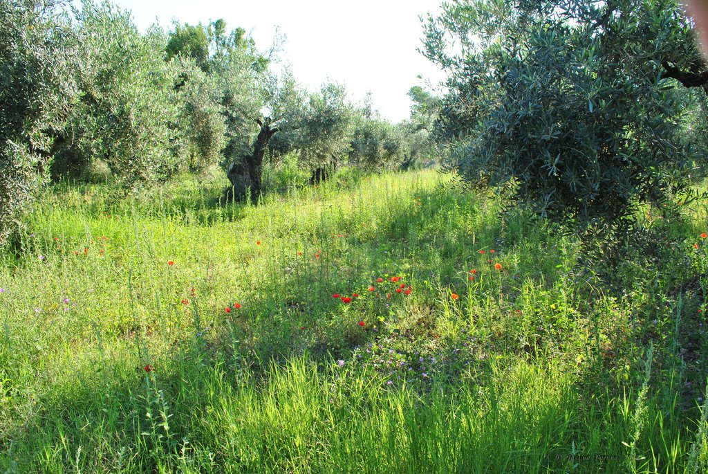 Image 0560_2012-06-06_12-20_D3000.jpg