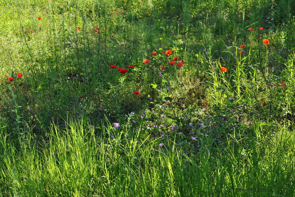Image 0561_2012-06-06_12-20_D3000.jpg