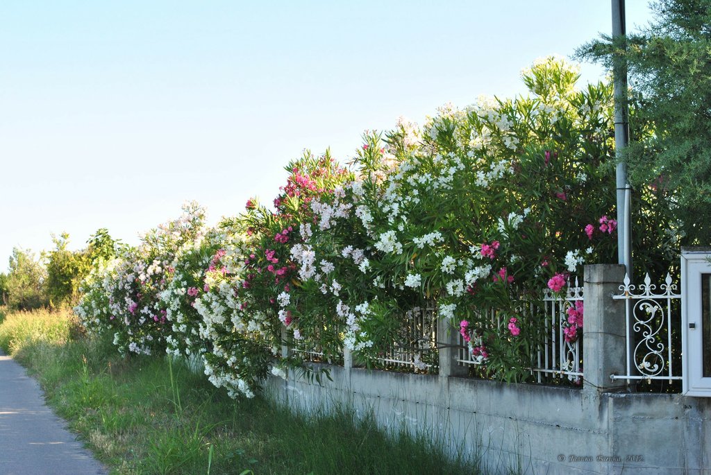 Image 0568_2012-06-06_12-38_D3000.jpg