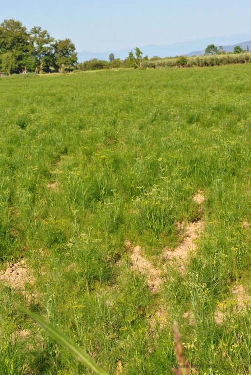 Image 0570_2012-06-06_12-41_D3000.jpg