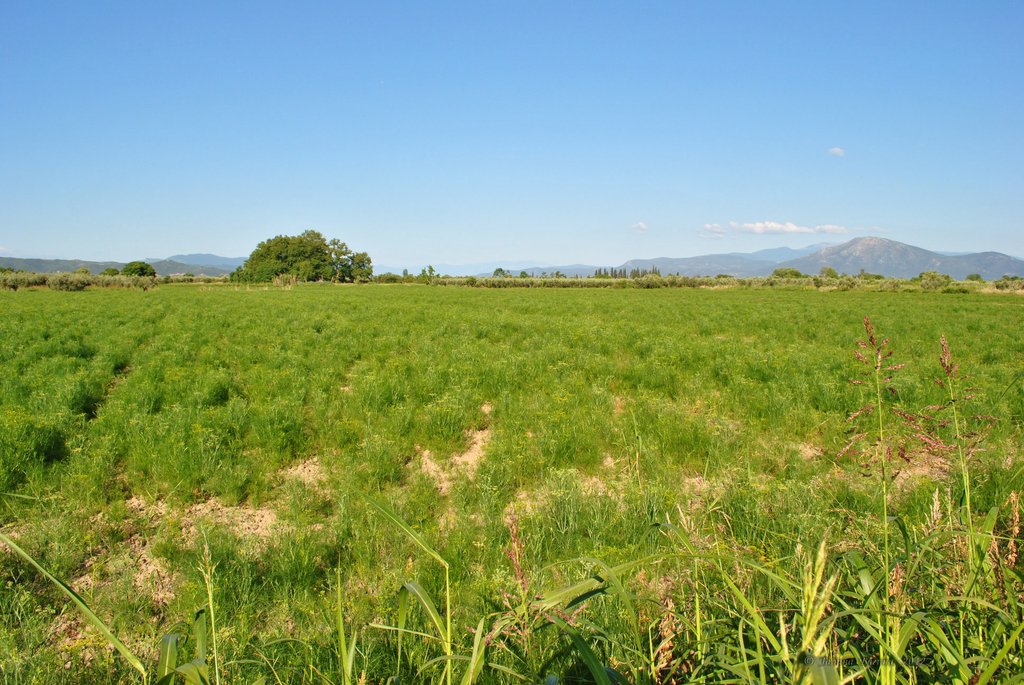 Image 0571_2012-06-06_12-41_D3000.jpg