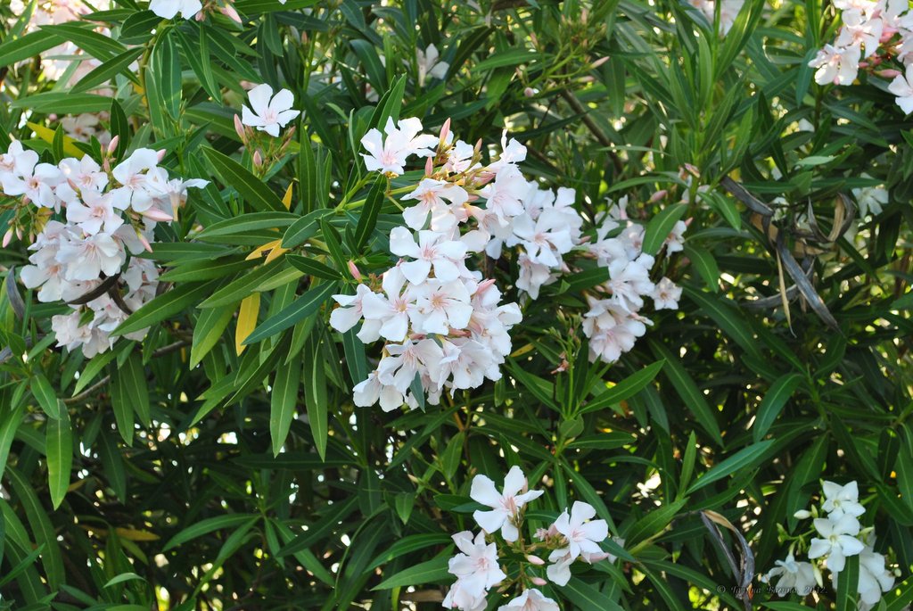 Image 0572_2012-06-06_12-41_D3000.jpg