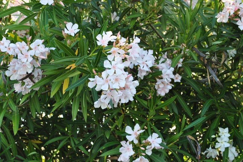 Image 0572_2012-06-06_12-41_D3000.jpg